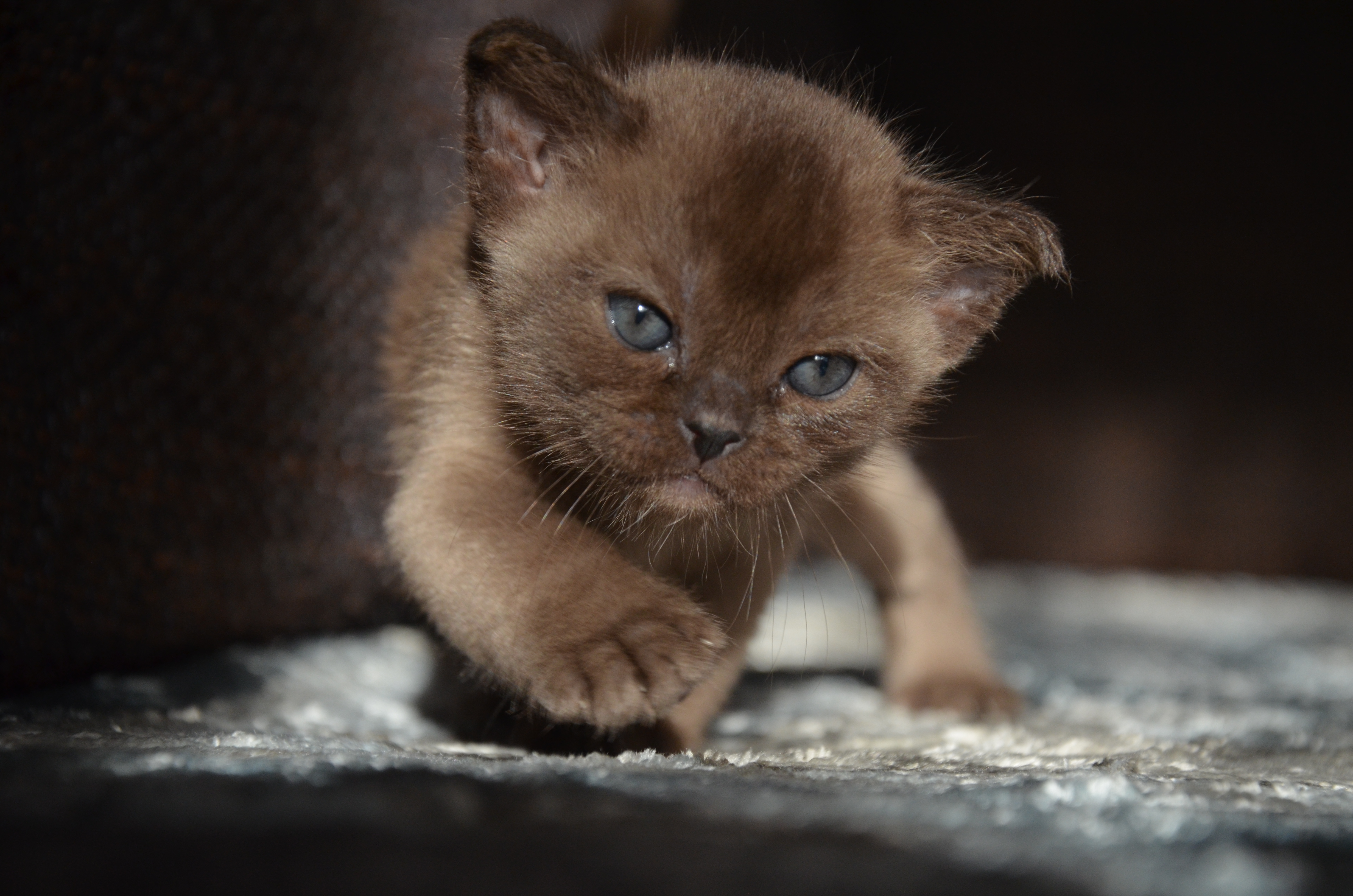 Burma Cat
